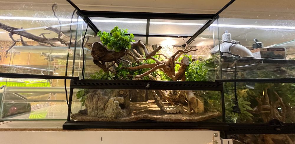 Тераріум Exoterra для королівського пітона (регіус)