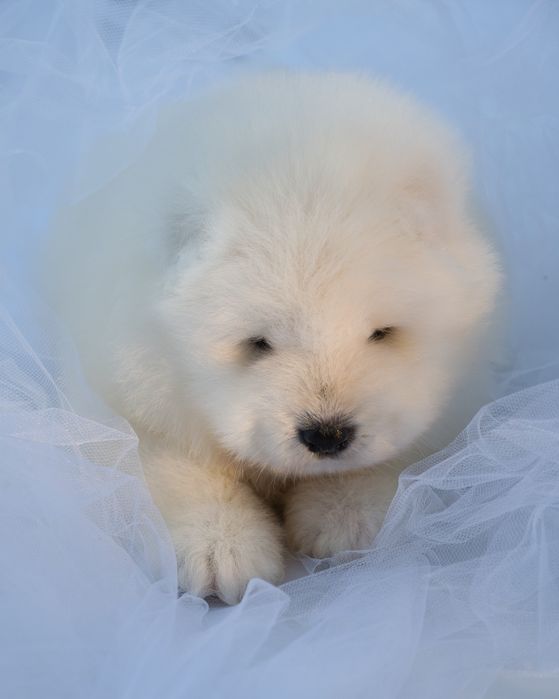 Samoyed szczeniak