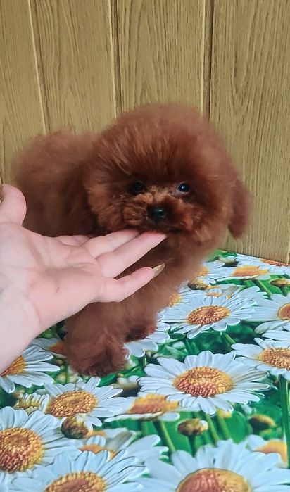 ‼️Китай , ТИКАП в разведение