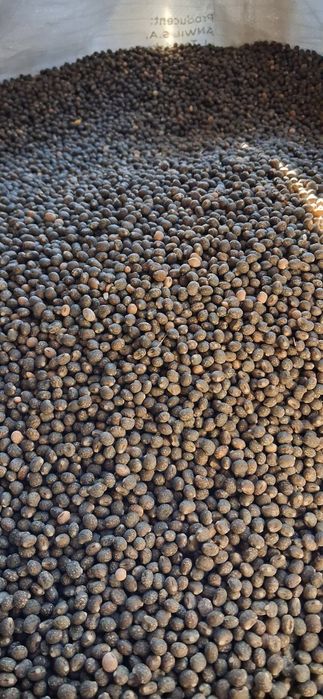 Sprzedam łubin słodki