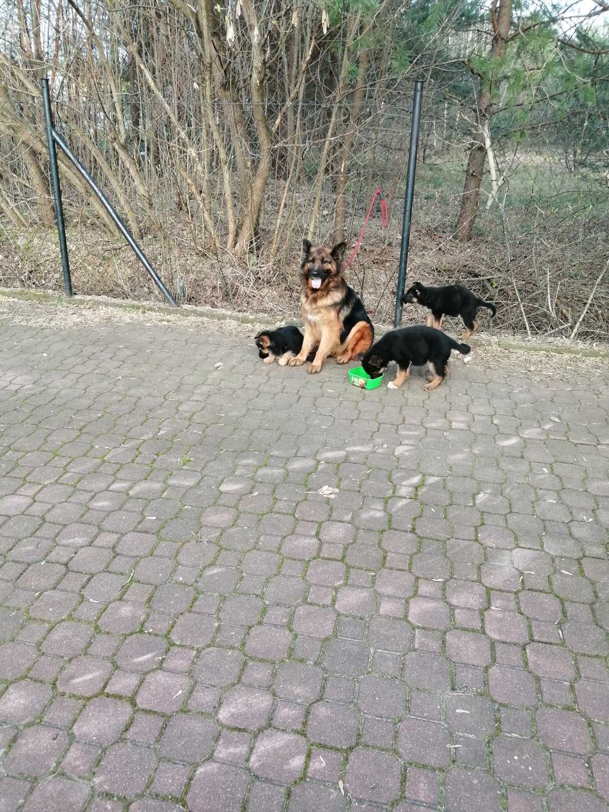 Szczenię owczarka niemieckiego