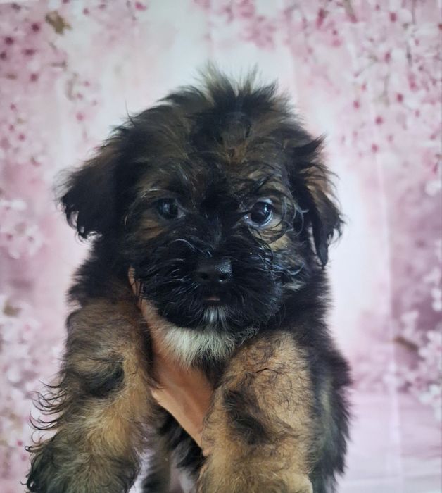 Cukiereczek najmniejszy maluszek Shih Tzu z miotu