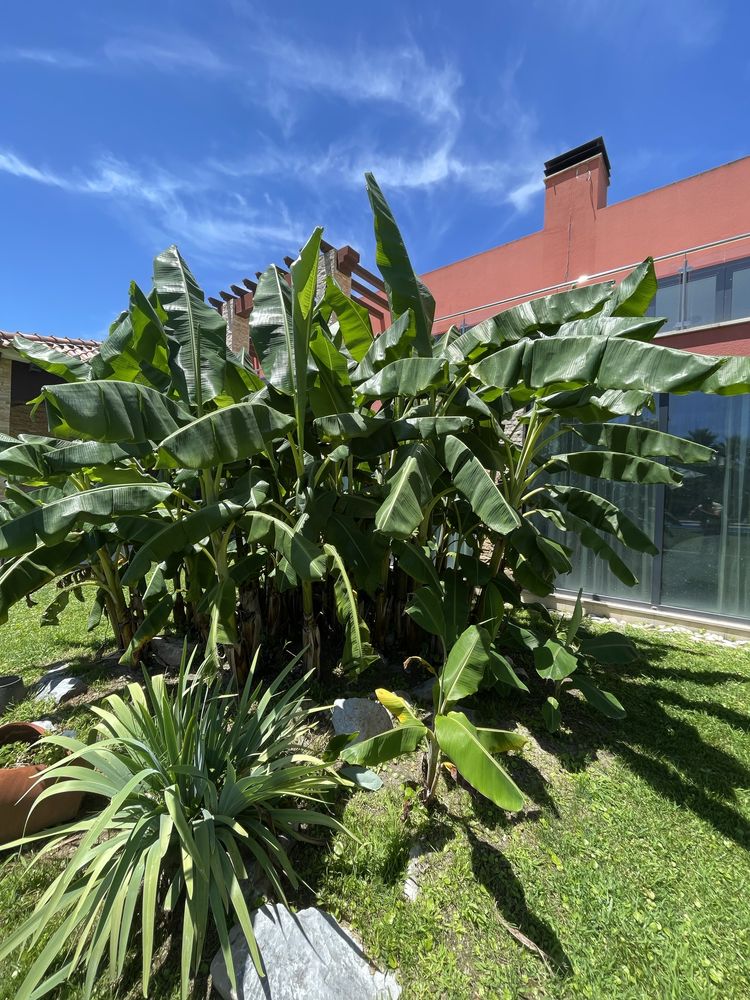 Bananeira 2.5metros com raiz + bambu + palmeira