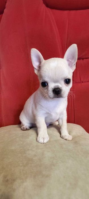 Chihuahua kremowa