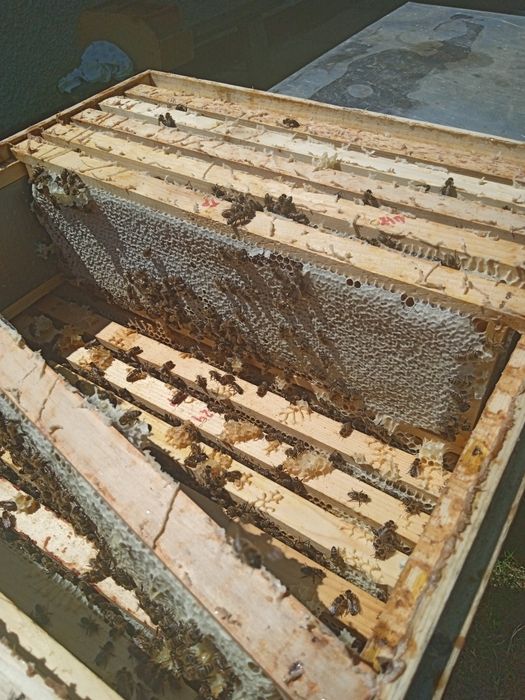 Продам мед свіжо відкачаний.