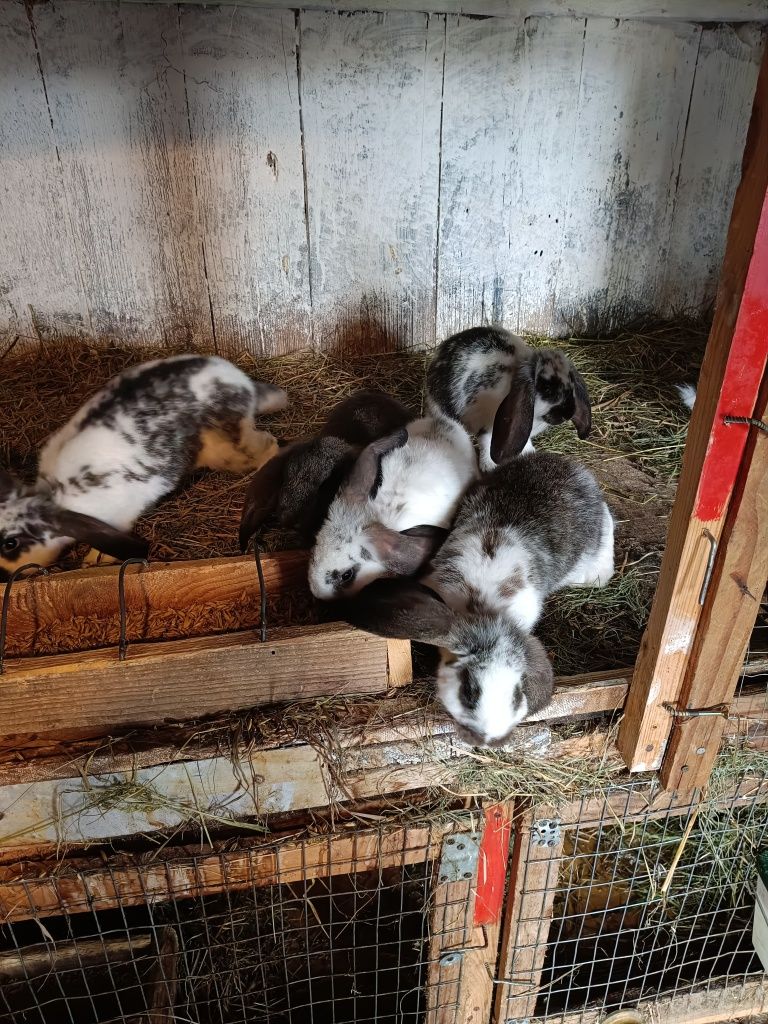 Sprzedam króliki rasy baran francuski