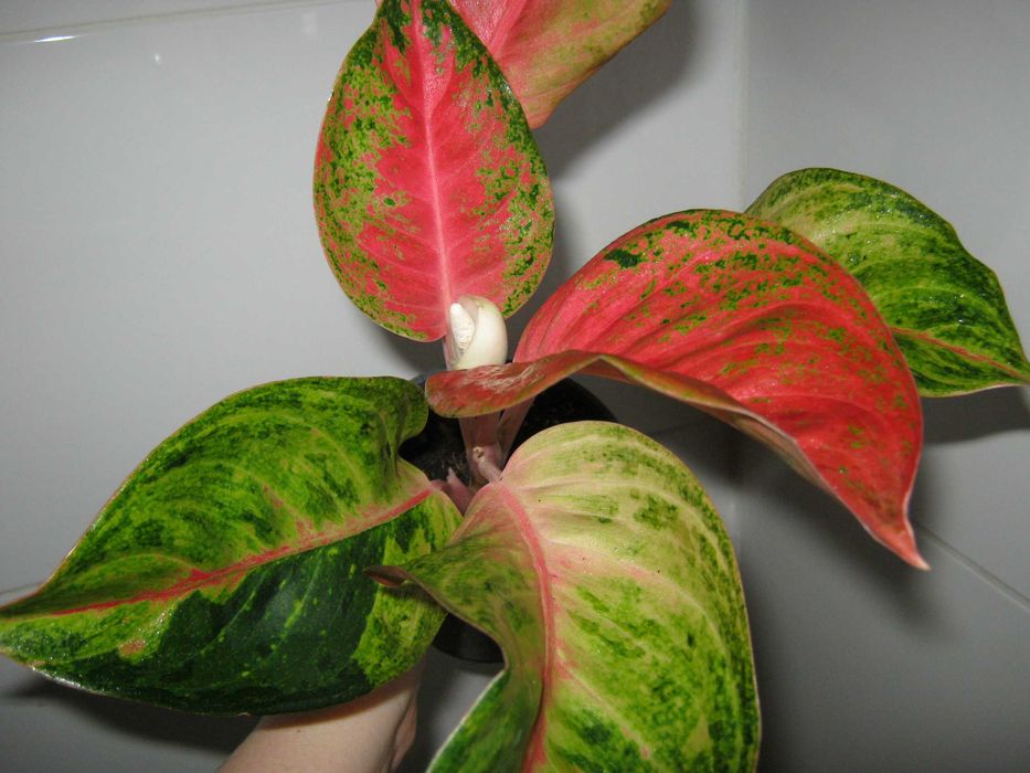 аглаонема калатея филодендрон алоказия разные сорта детки от 100грн