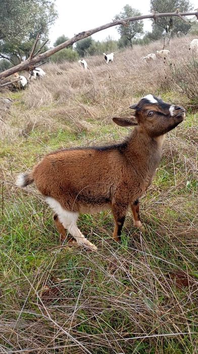 Cabritos anões (várias idades)