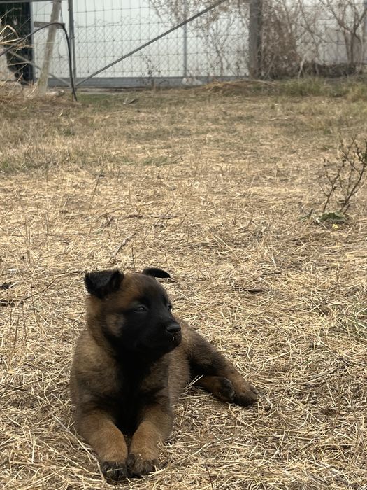 Pastor Belga Malinois