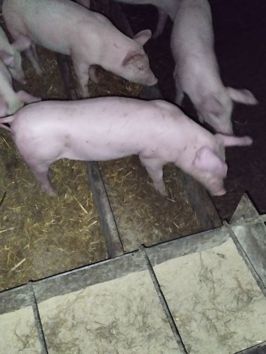 Продаються поросята