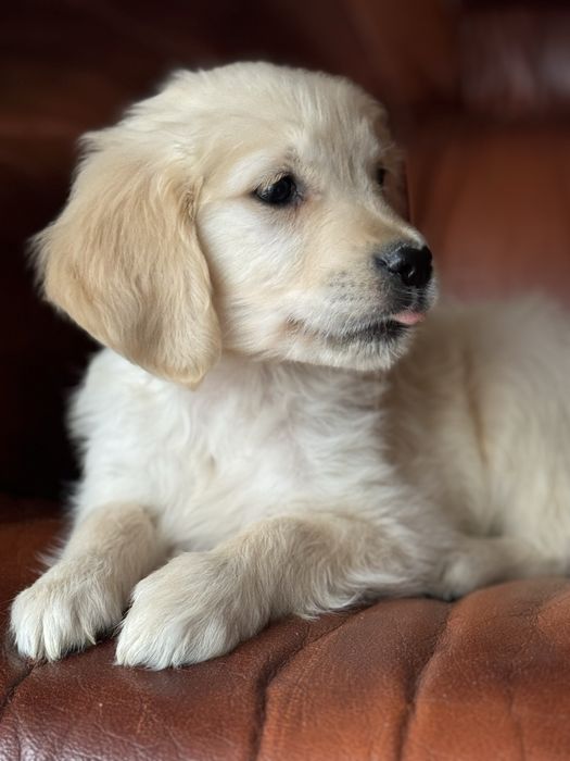 Suczka - Golden Retriever