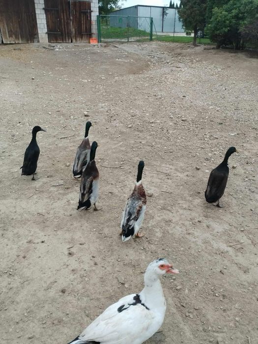 Sprzedam kaczory biegusy