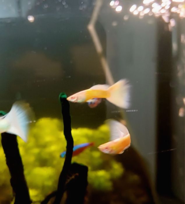 Gupik Albino Full white Platinum (samce)