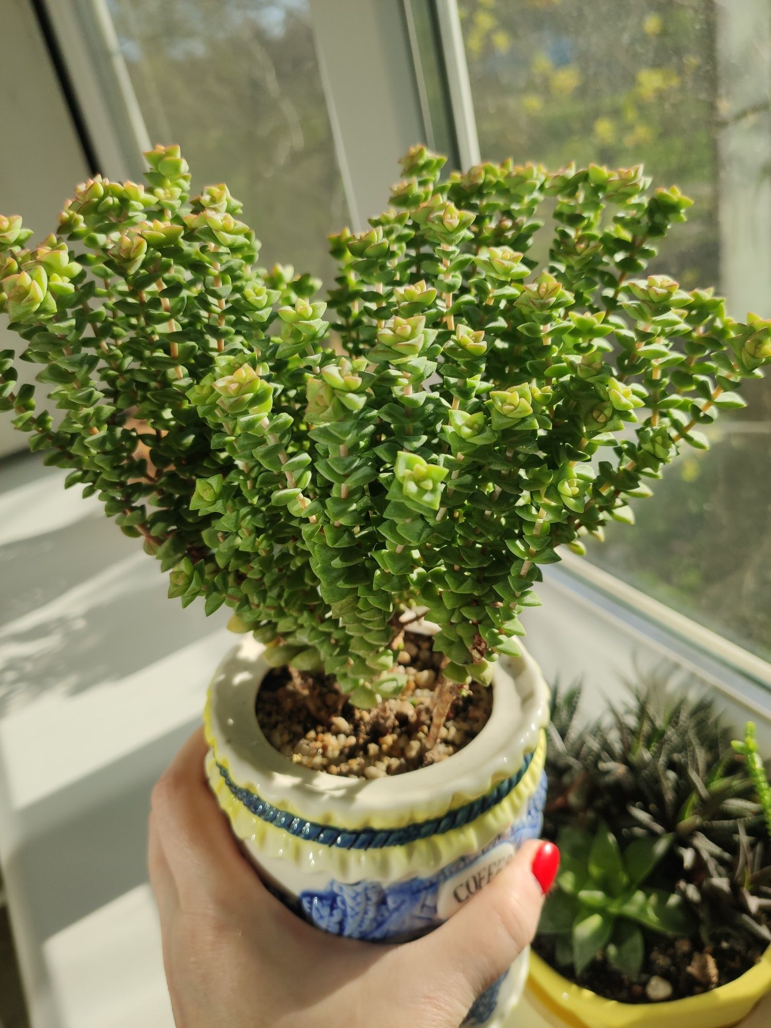 Крассула Том-тумб Рупетрис crassula суккуленты