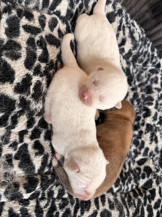 Akita Japońska (Inu)