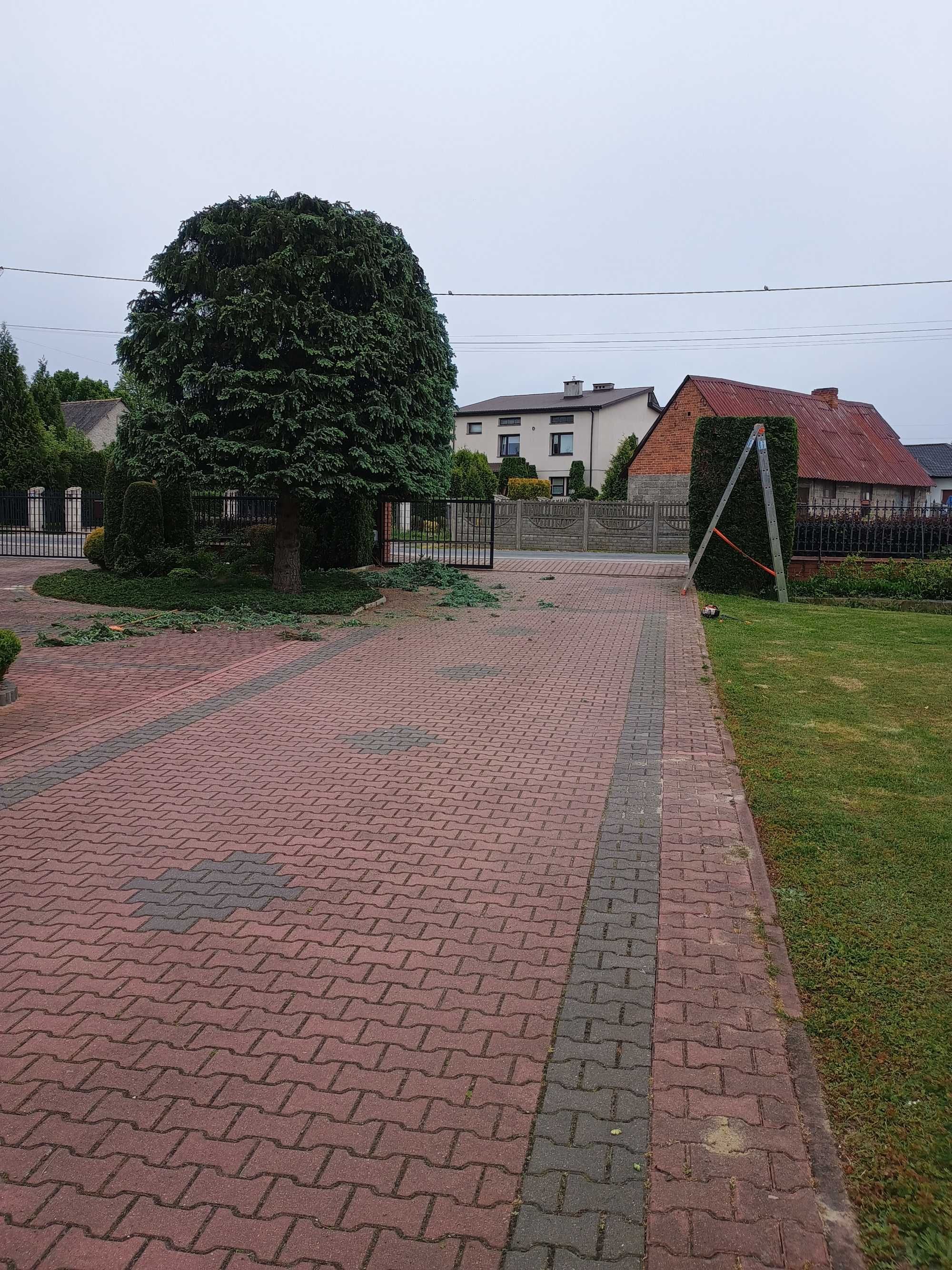 Wycinanie/Przycinanie drzew Tui/Rębak/Trawniki/Prace porządkowe