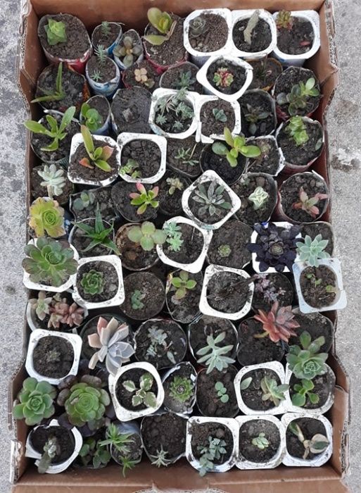 "packs" 25 suculentas a desde 5 euros (total 77 espécies diferentes