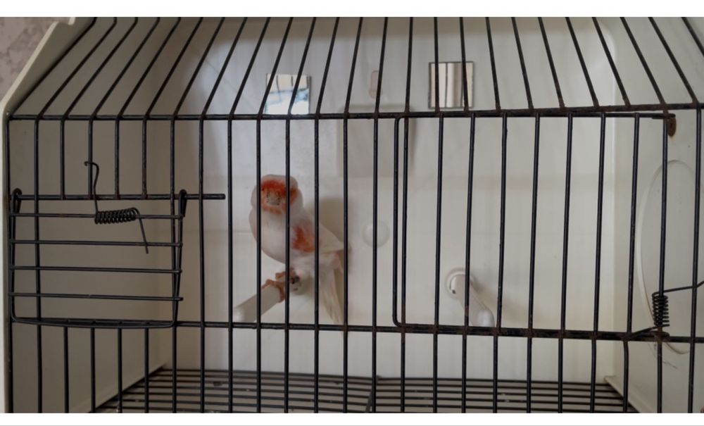 Lipocromo mosaico vermelho linha macho