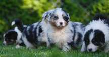 Piesek blue merle długi ogon owczarek aus ZKwP/FCI