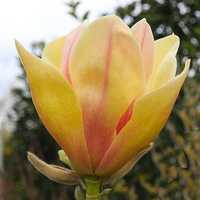 Магнолии Гибрид тюльпано цветущие саженцы
