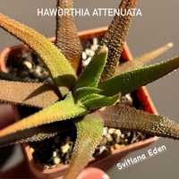 Хавортія аттенуата - Haworthia attenuata - сукуленти