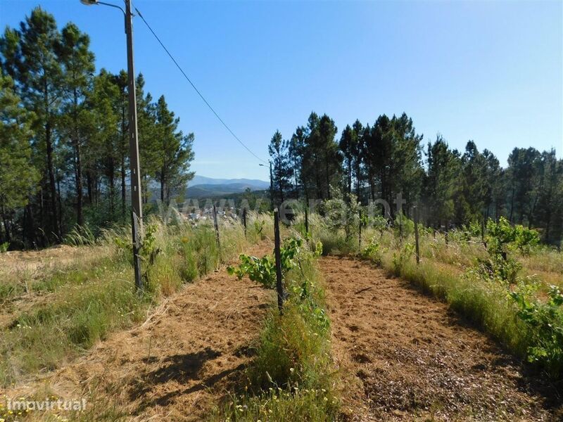 Terreno / Fundão, Silvares