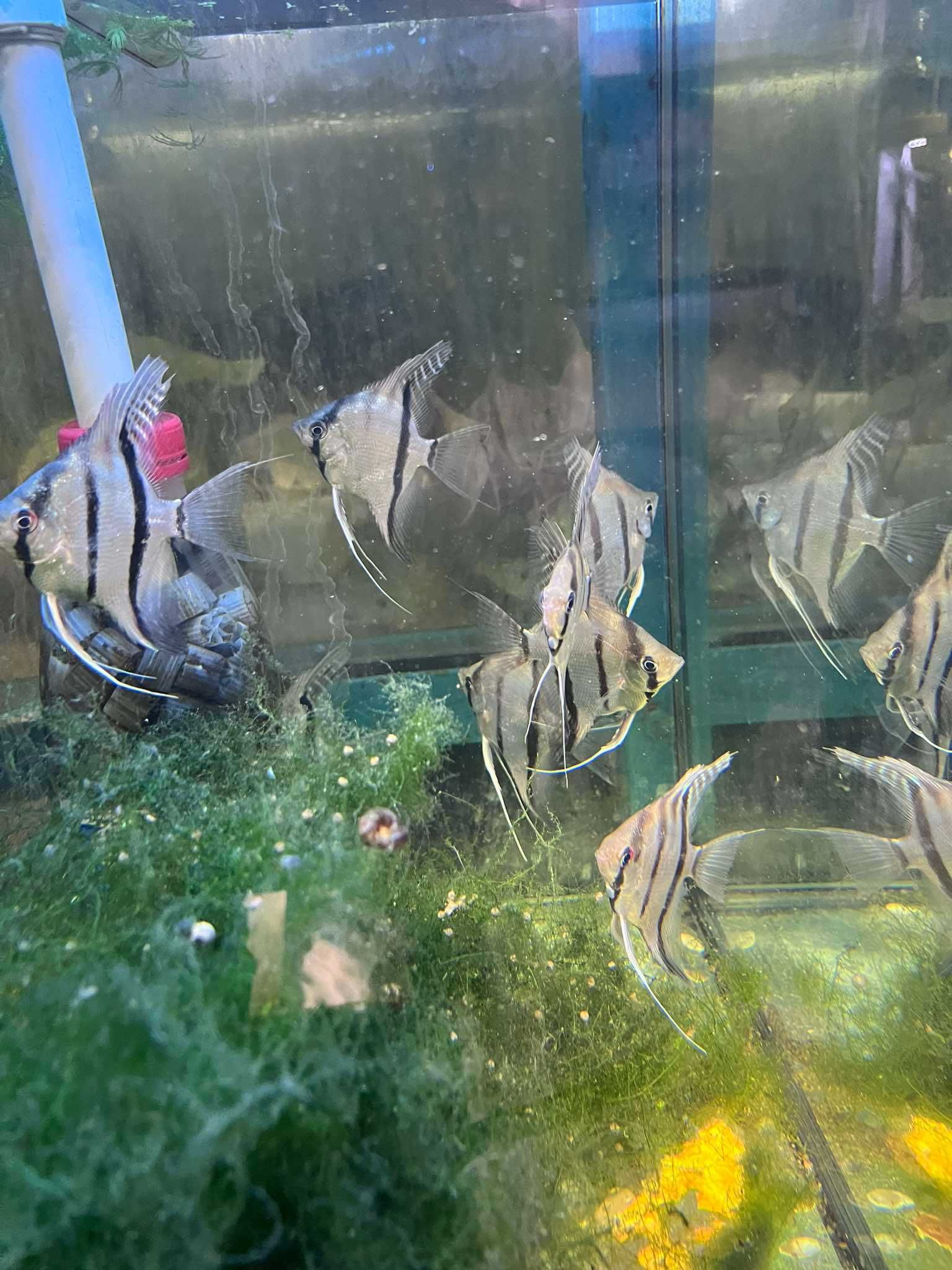 Pterophyllum scalare Santa Isabel - Skalar Santa Isabel