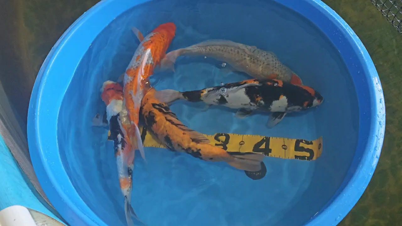 Carpas  Koi 45cm