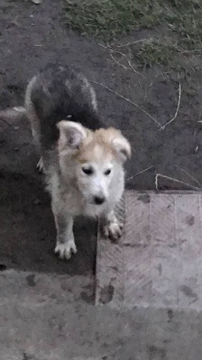 Пухнаста Умка шукає відповідальних батьків!