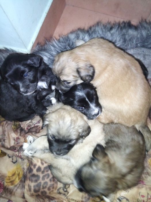 Роздаю унікальних щенят