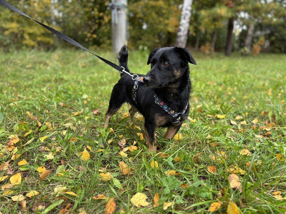 Piesek samiec do adopcji