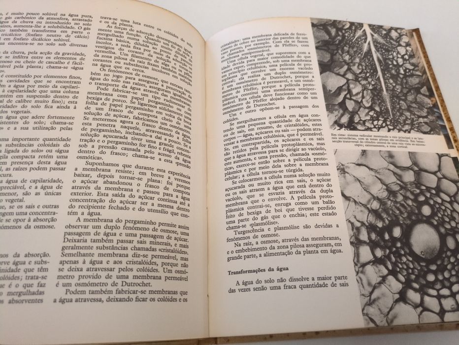O Mundo das Plantas de Henri Rousseau