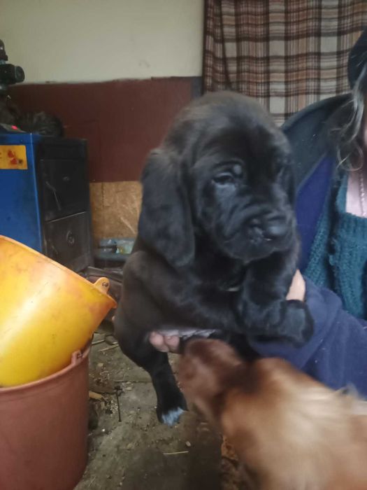 Cocer spaniel oddam szczeniaki