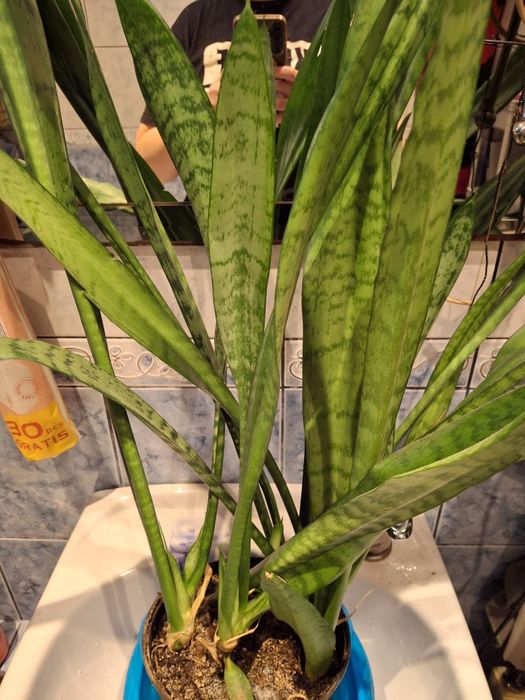 Wezownica język teściowej sadzonka 50 cm