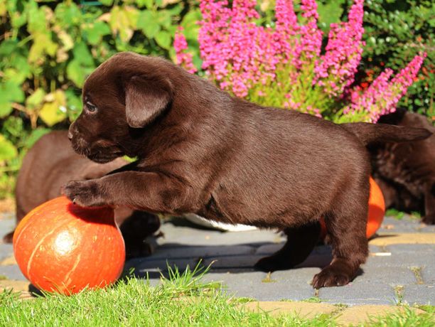 Labrador Retriever suczka