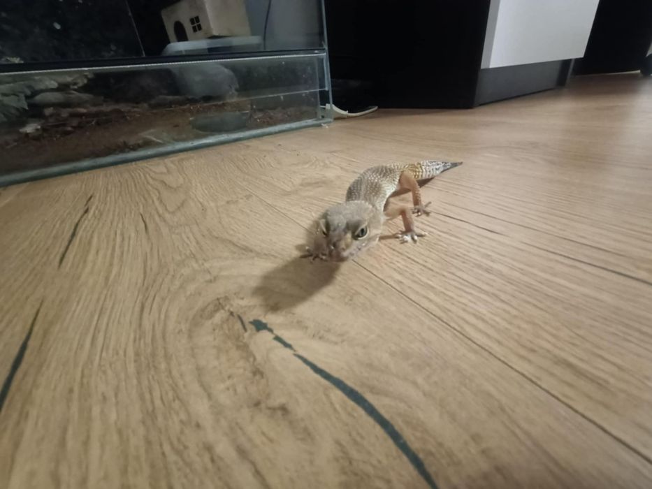 Samica gekona lamparciego