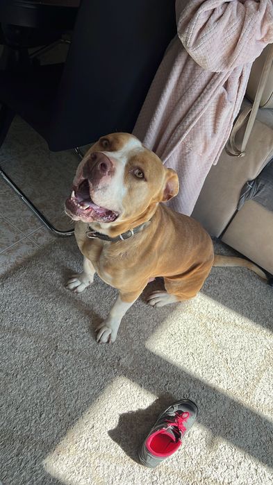 Pit bull para adoção (American staff)