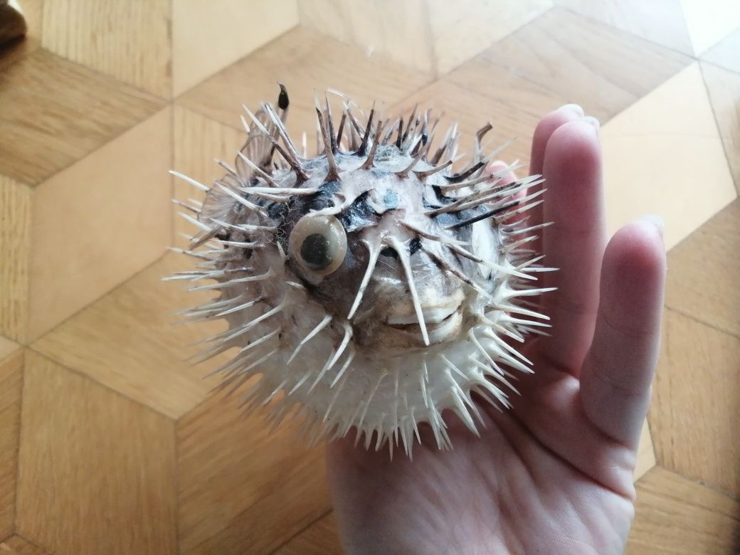 Spreparowana ryba najeżka rozdymka