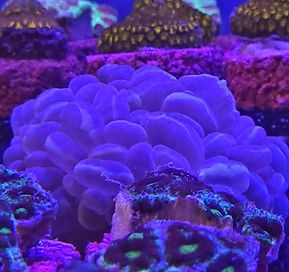 Plerogyra Sinuosa - blue, lps, morskie, Koralowiec