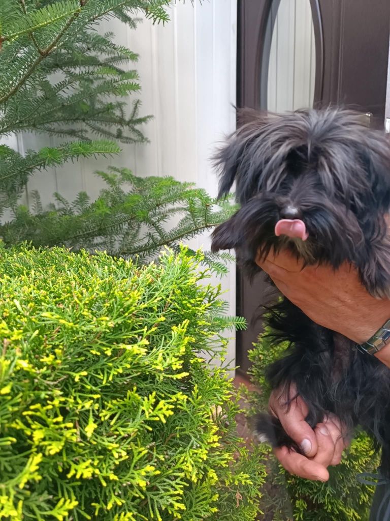 Yorkshire terrier sunia Black 6 miesięcy rodowód