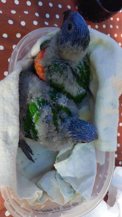 Loris molucanos para criar á mão