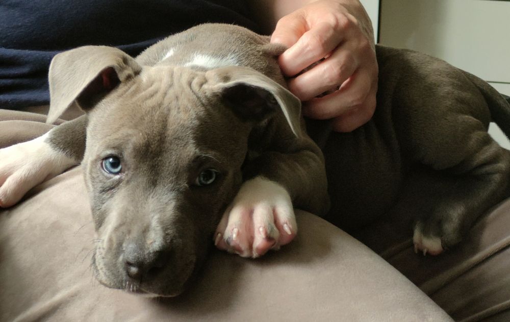 Piekne Amstaffy !!