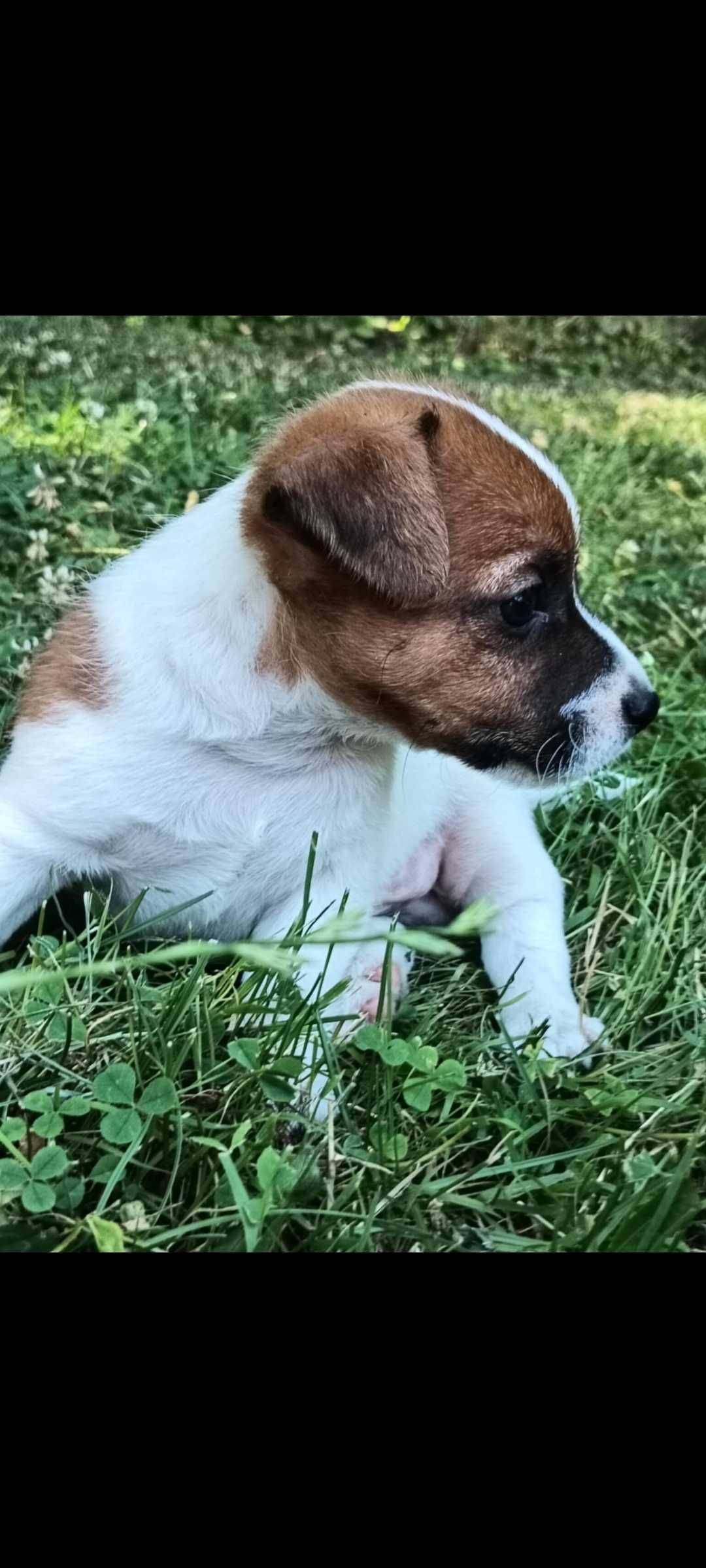 Jack russell terrier Piesek stary sącz