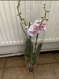 Продам орхідеї не квітучі із власної коллекції