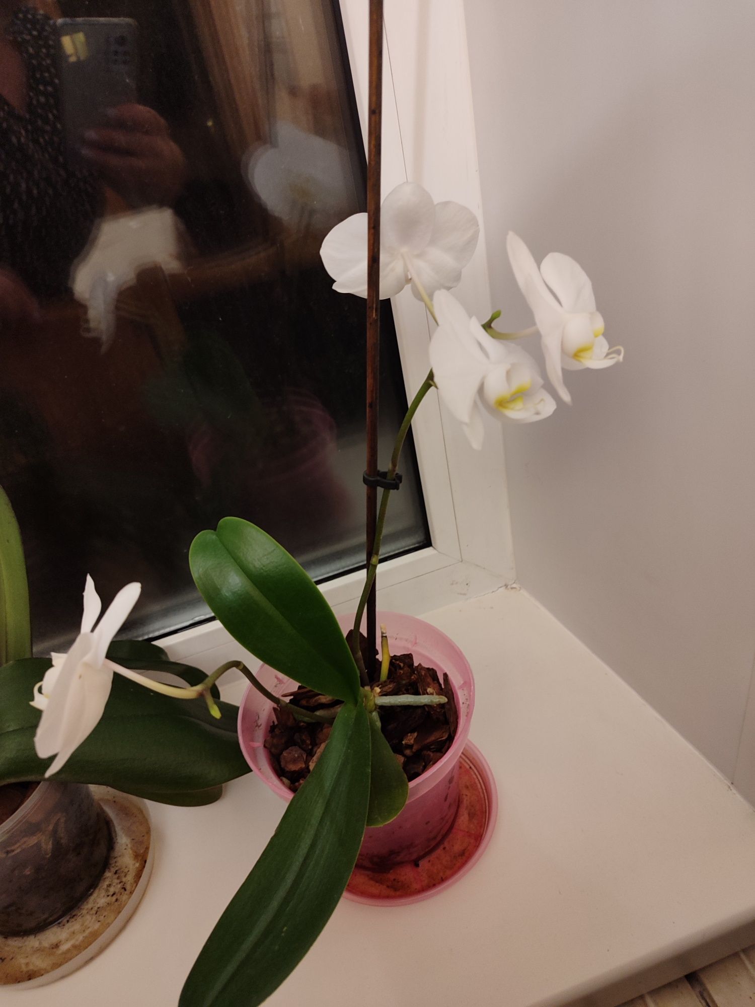 Орхідеї фаленопсіс. Домашні.