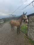 Poldra baia 24 meses