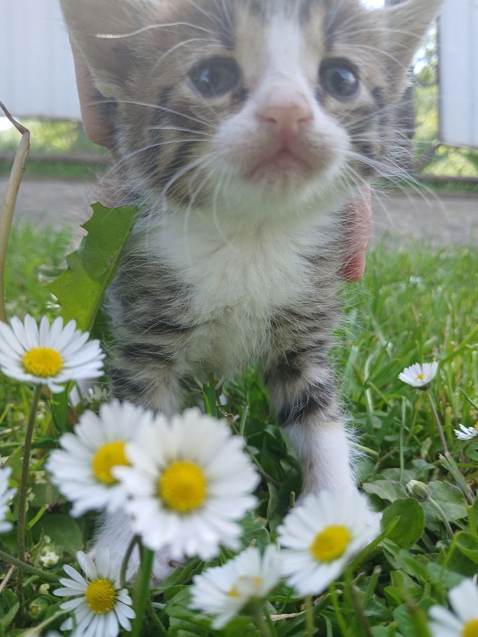 Відам котят у добрі руки