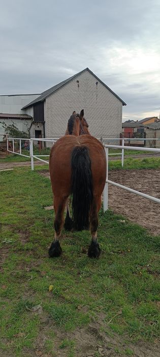 Klacz zimnokrwista księga główna