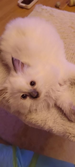 Śliczna kociczka ragdoll