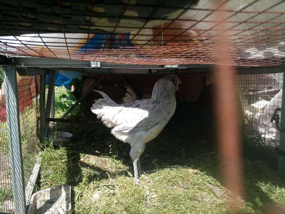 Петушки амераукана